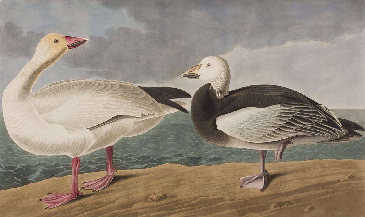Ilustracja z „Birds of America” autorstwa John James Audubon