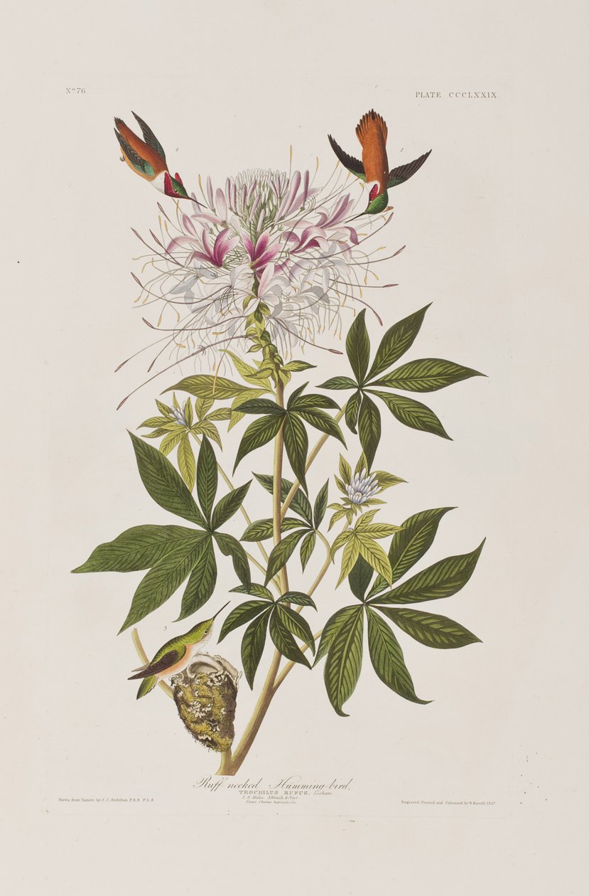 Ilustracja z „Birds of America” autorstwa John James Audubon