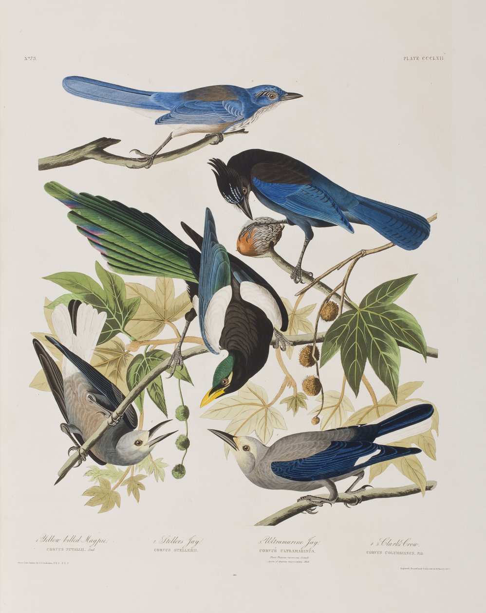 Ilustracja z „Birds of America” autorstwa John James Audubon