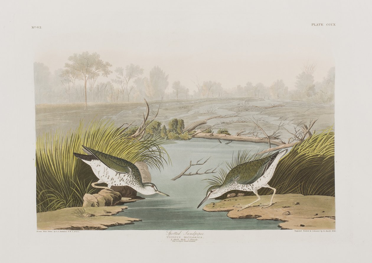 Ilustracja z „Birds of America” autorstwa John James Audubon