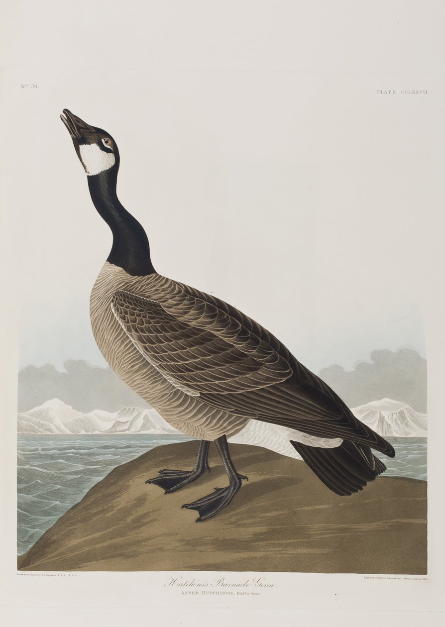 Ilustracja z „Birds of America” autorstwa John James Audubon