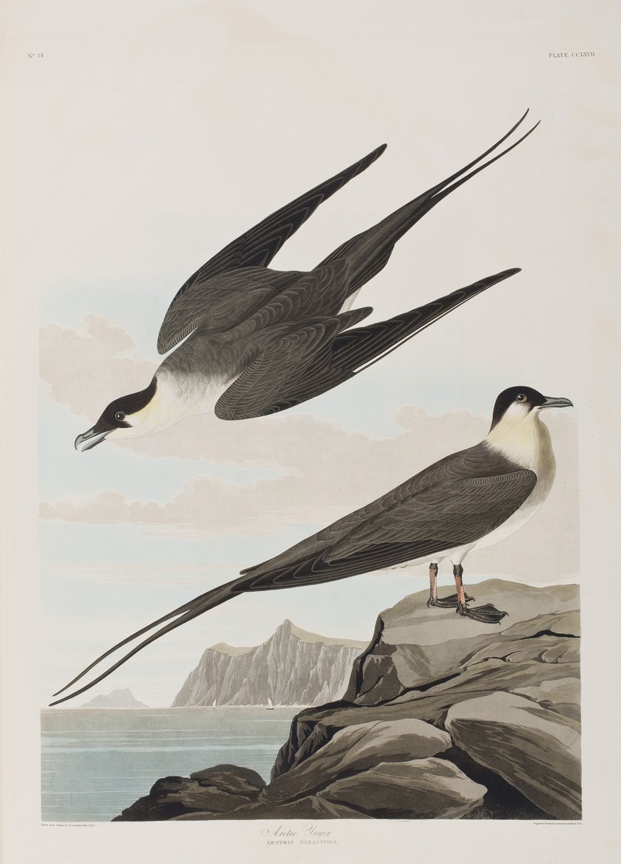 Ilustracja z „Birds of America” autorstwa John James Audubon