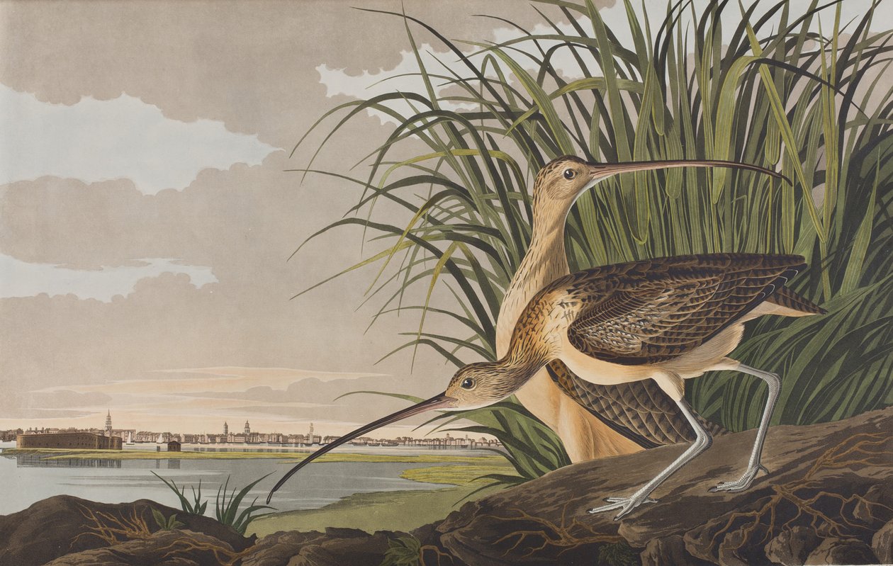 Ilustracja z „Birds of America” autorstwa John James Audubon