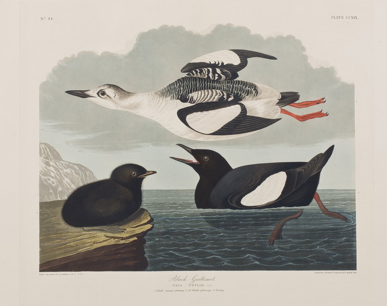 Ilustracja z „Birds of America” autorstwa John James Audubon