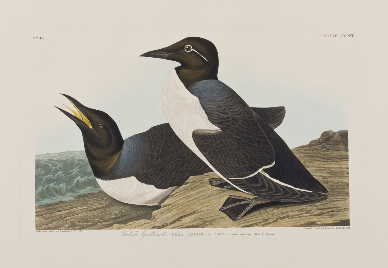 Ilustracja z „Birds of America” autorstwa John James Audubon