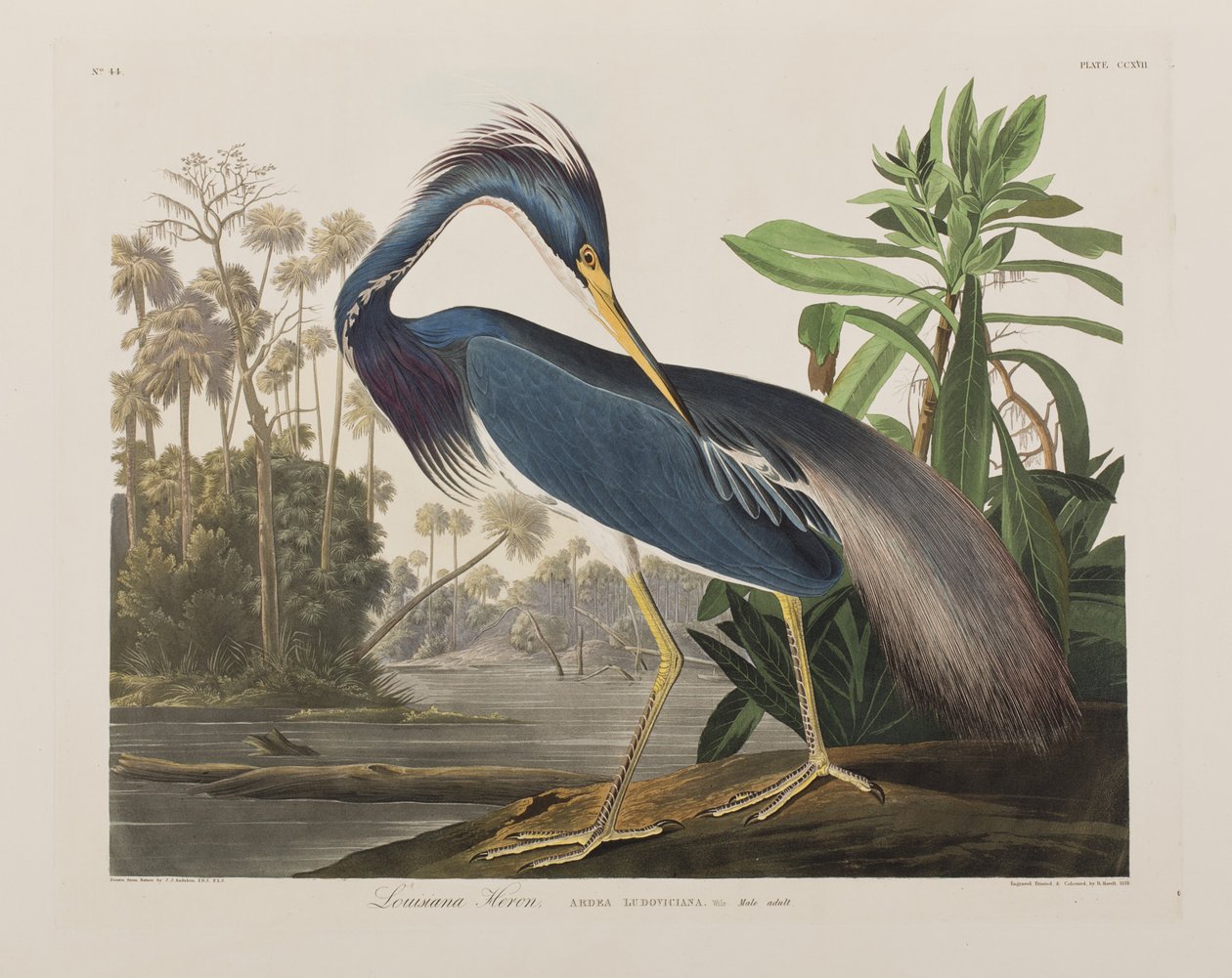 Ilustracja z „Birds of America” autorstwa John James Audubon