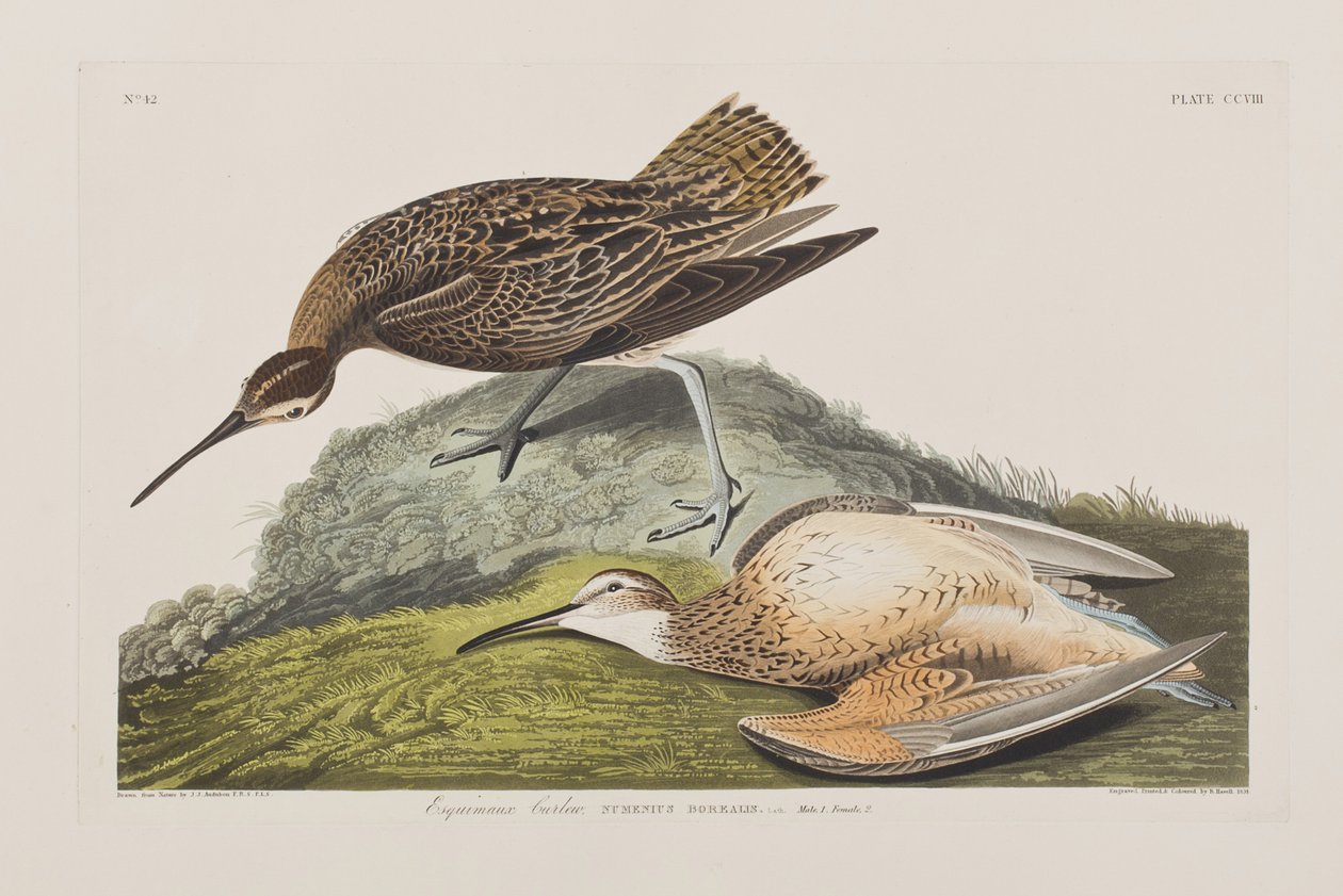 Ilustracja z „Birds of America” autorstwa John James Audubon
