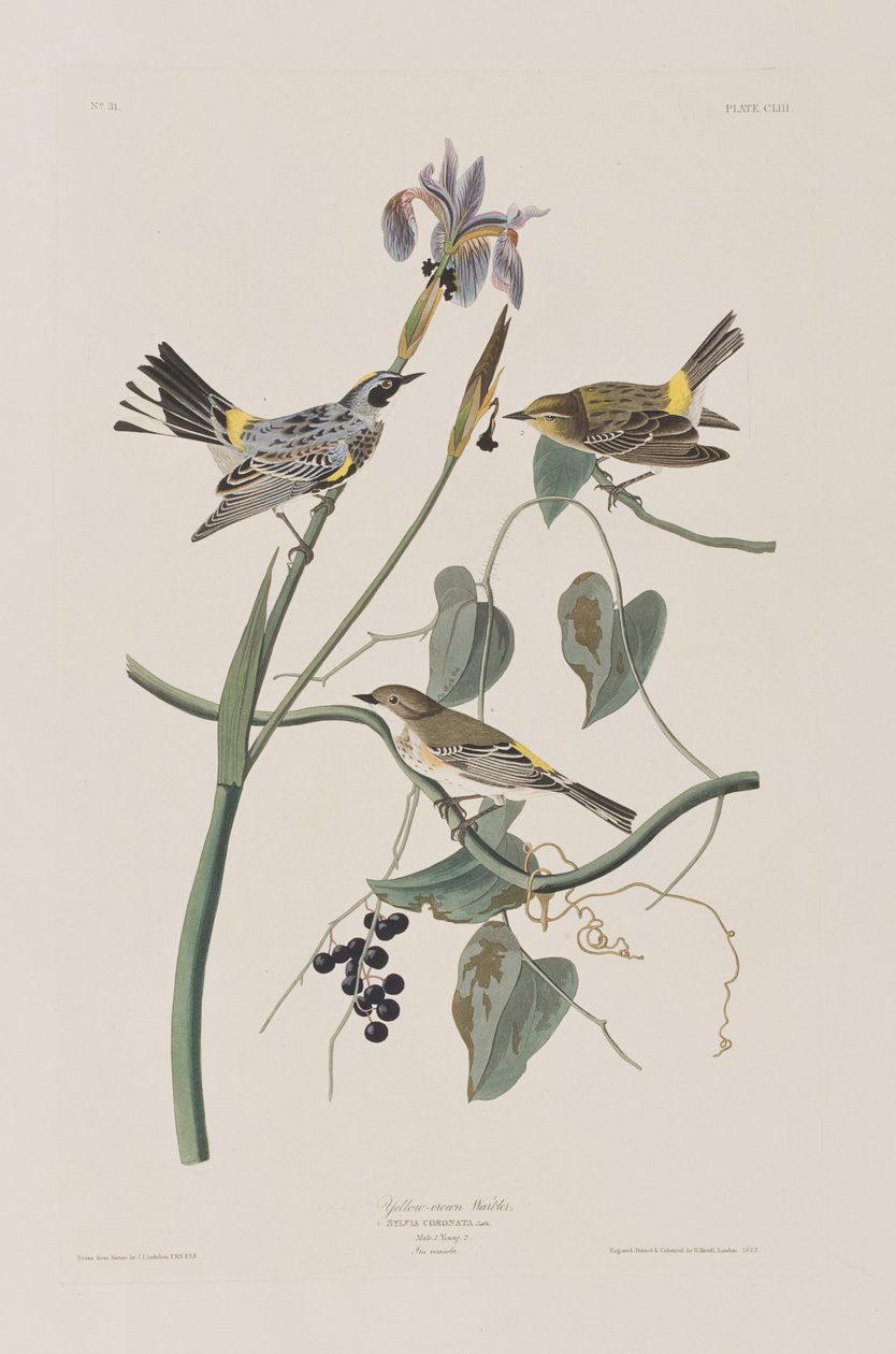Ilustracja z „Birds of America” autorstwa John James Audubon
