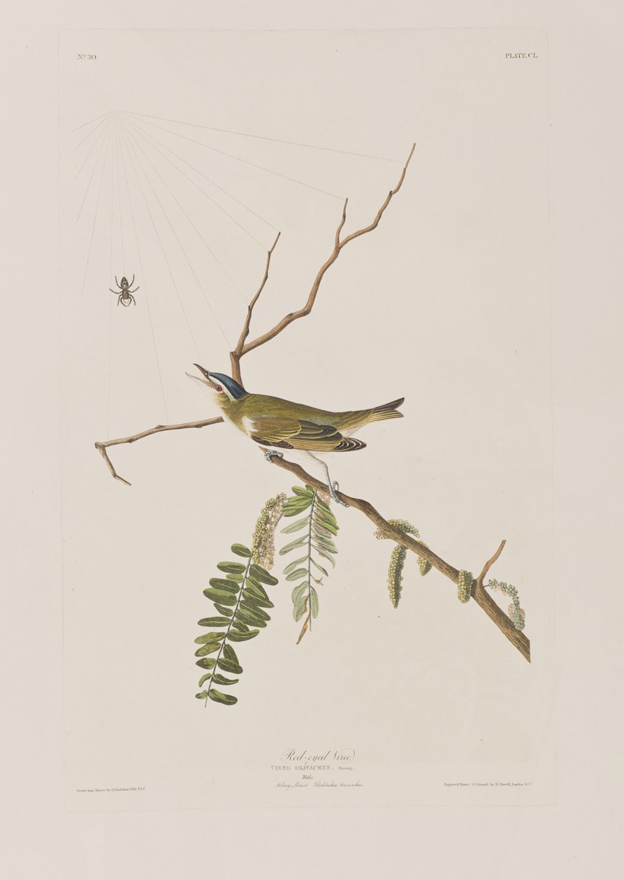 Ilustracja z „Birds of America” autorstwa John James Audubon
