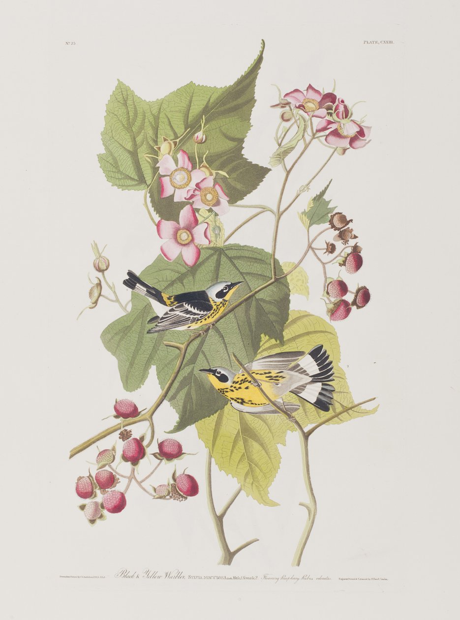 Ilustracja z „Birds of America” autorstwa John James Audubon