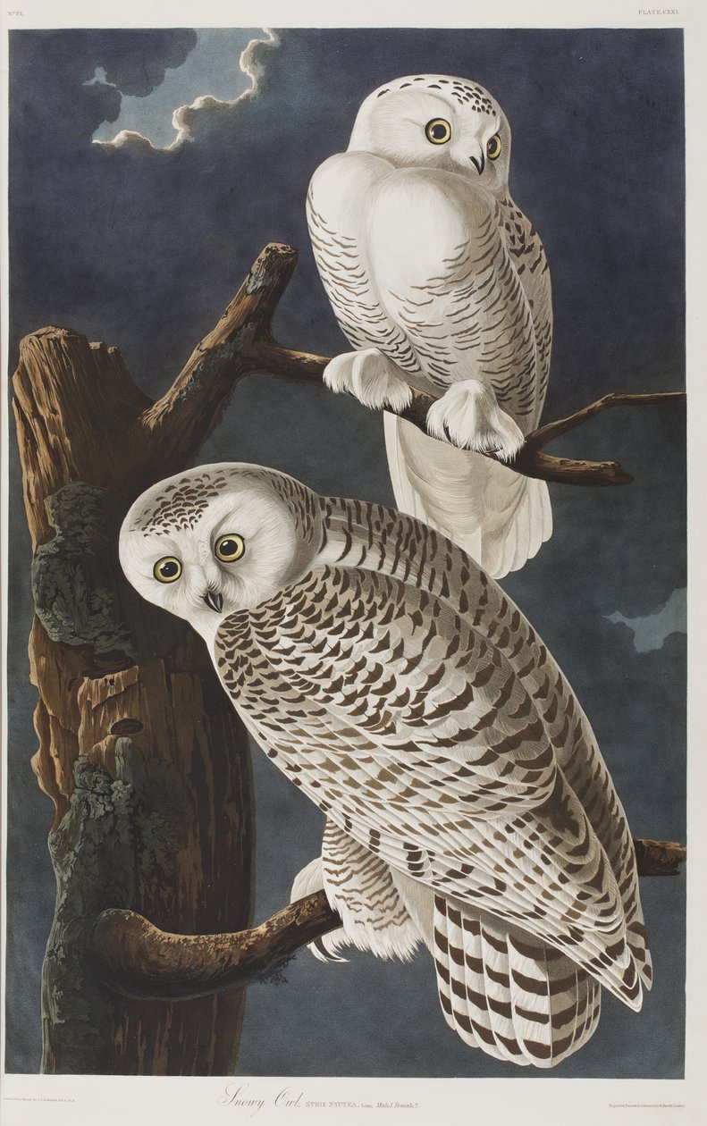 Ilustracja z „Birds of America” autorstwa John James Audubon
