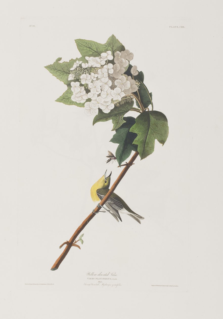 Ilustracja z „Birds of America” autorstwa John James Audubon