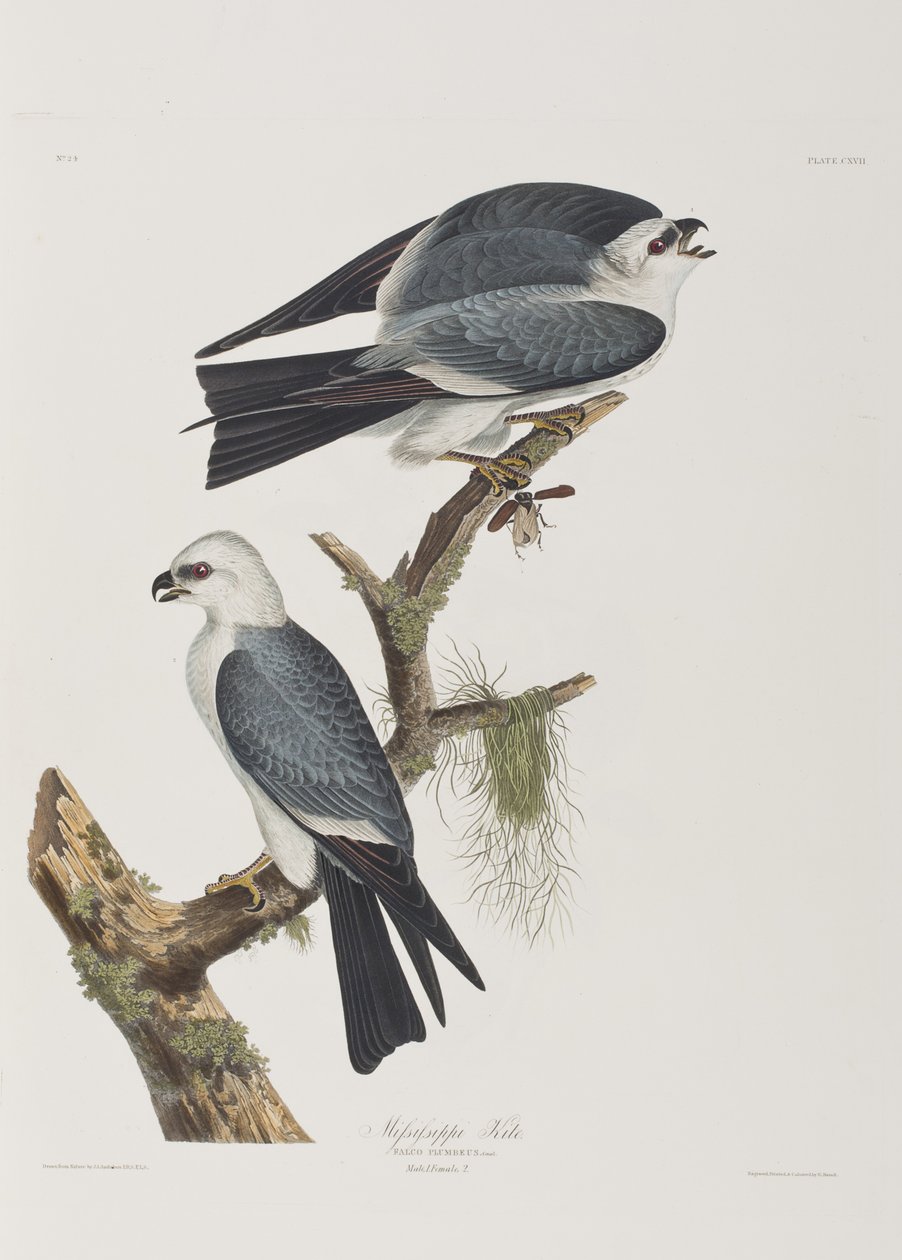 Ilustracja z „Birds of America” autorstwa John James Audubon