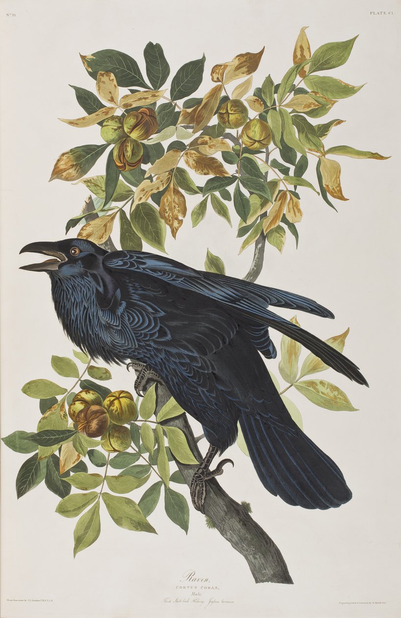 Ilustracja z „Birds of America” autorstwa John James Audubon