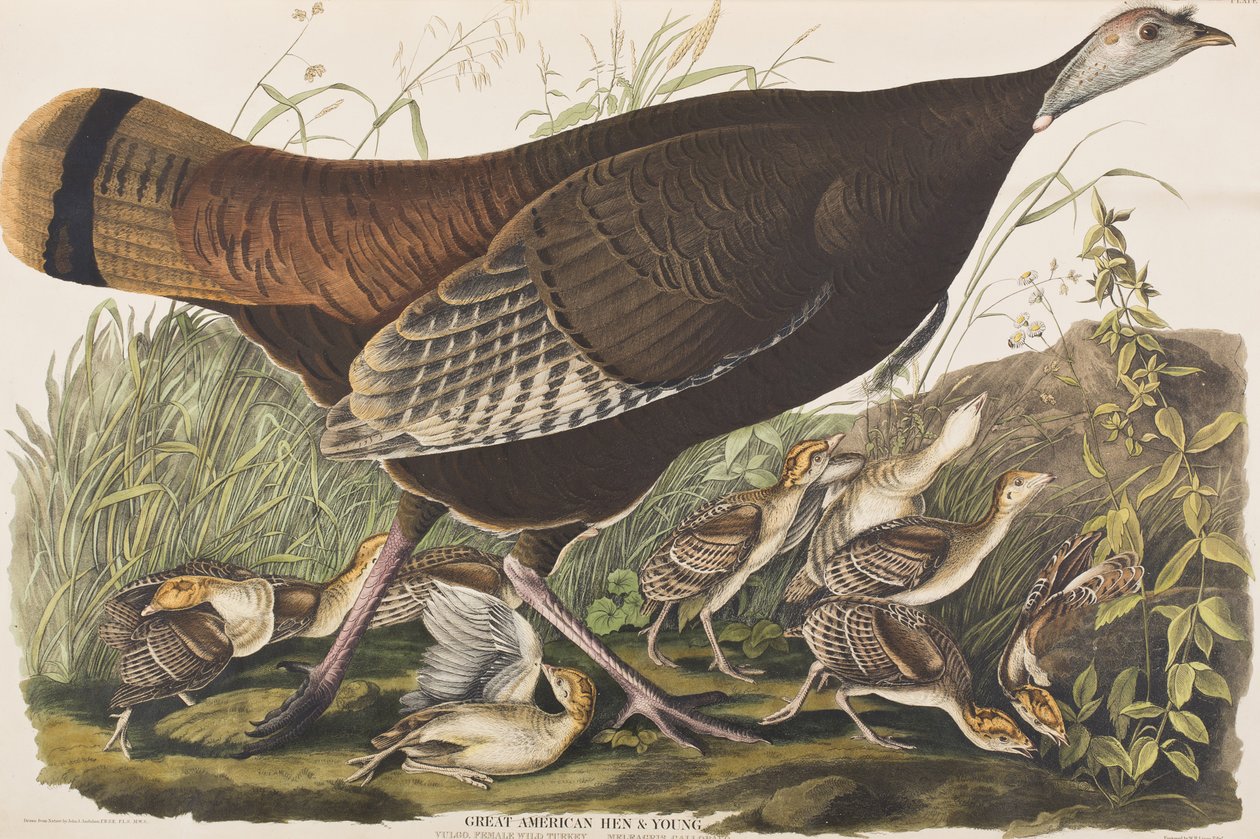 Ilustracja z „Birds of America” autorstwa John James Audubon