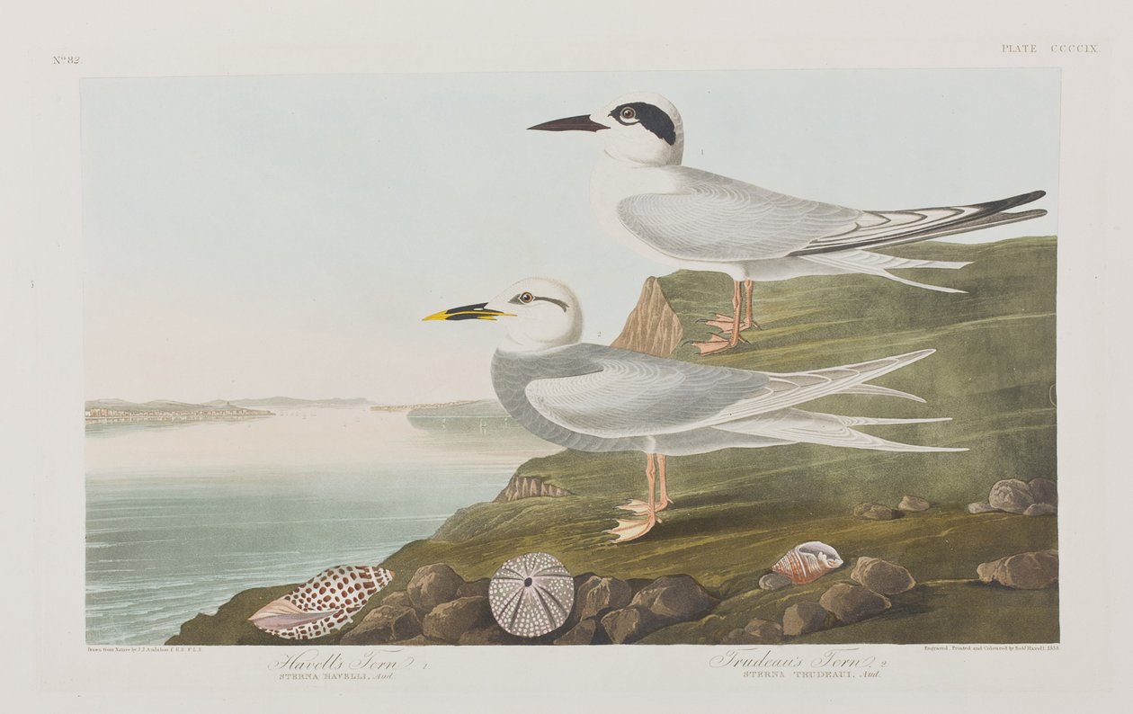Ilustracja z „Birds of America” autorstwa John James Audubon