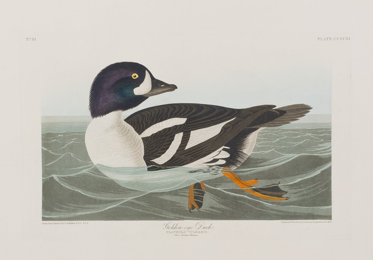Ilustracja z „Birds of America” autorstwa John James Audubon