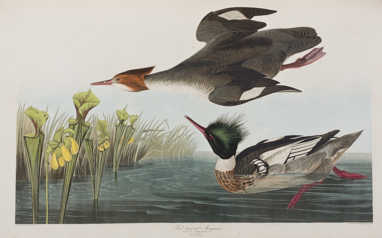 Ilustracja z „Birds of America” autorstwa John James Audubon