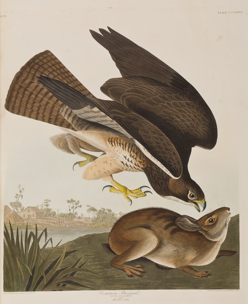 Ilustracja z „Birds of America” autorstwa John James Audubon