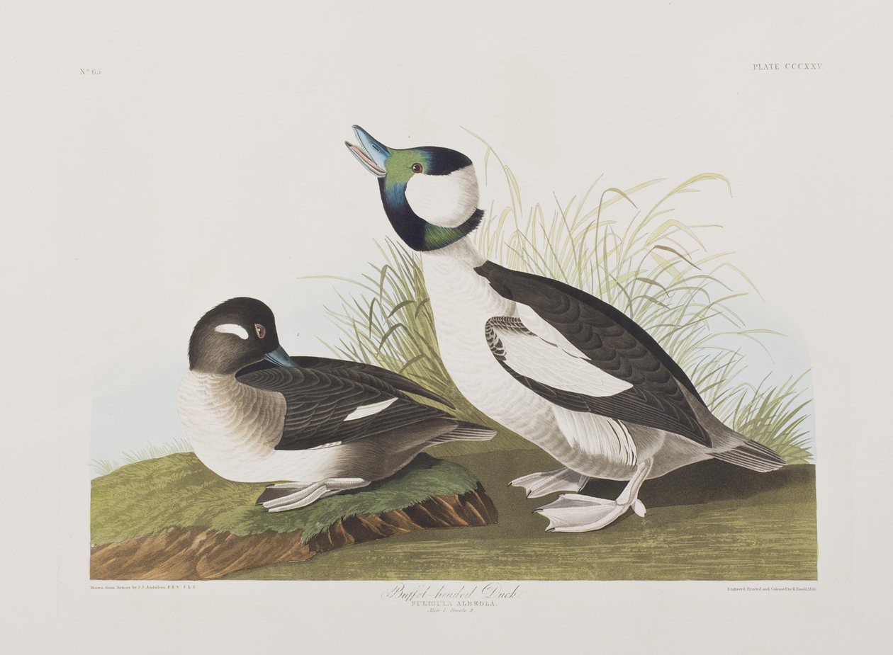 Ilustracja z „Birds of America” autorstwa John James Audubon