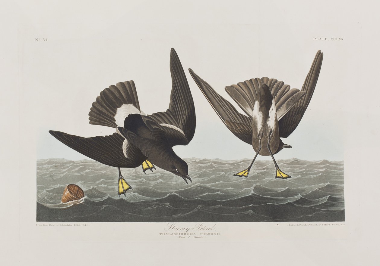 Ilustracja z „Birds of America” autorstwa John James Audubon