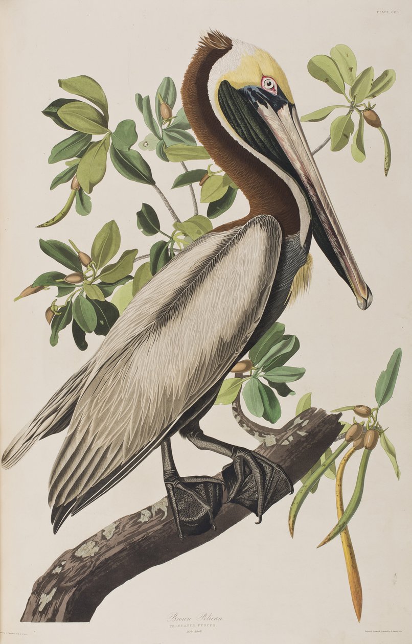 Ilustracja z „Birds of America” autorstwa John James Audubon