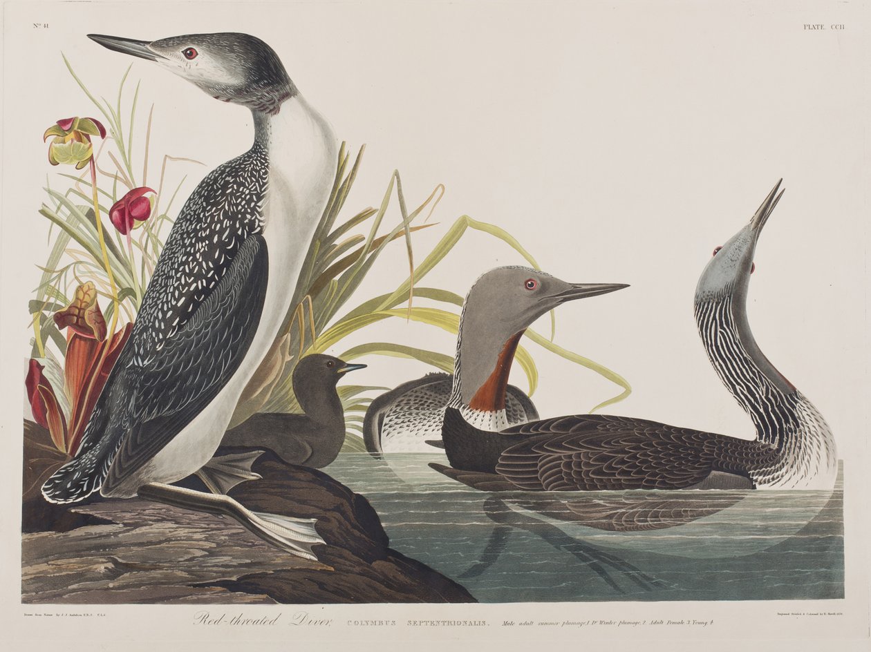 Ilustracja z „Birds of America” autorstwa John James Audubon