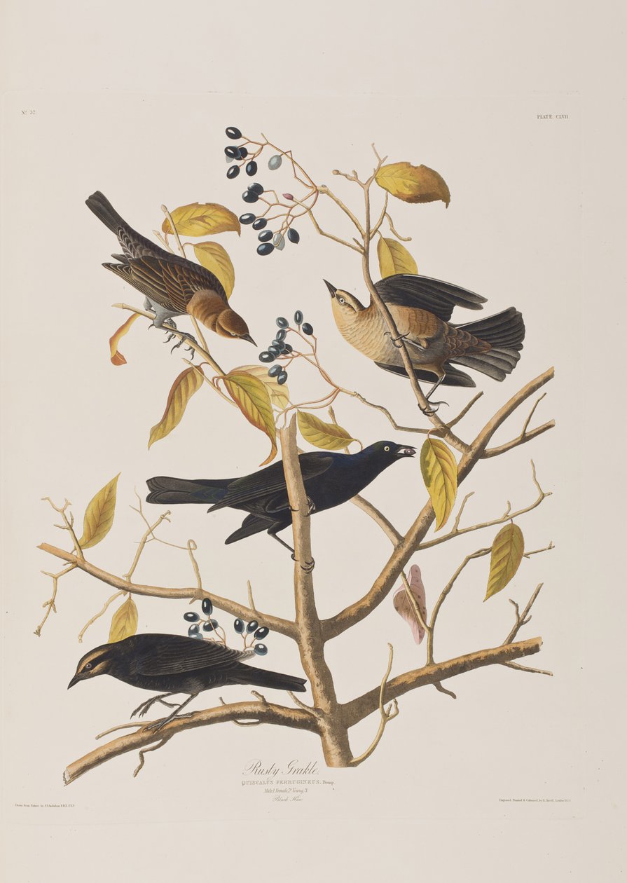 Ilustracja z „Birds of America” autorstwa John James Audubon