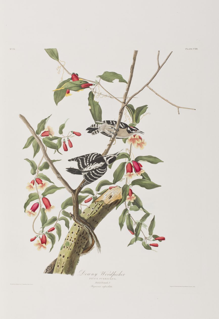 Ilustracja z „Birds of America” autorstwa John James Audubon