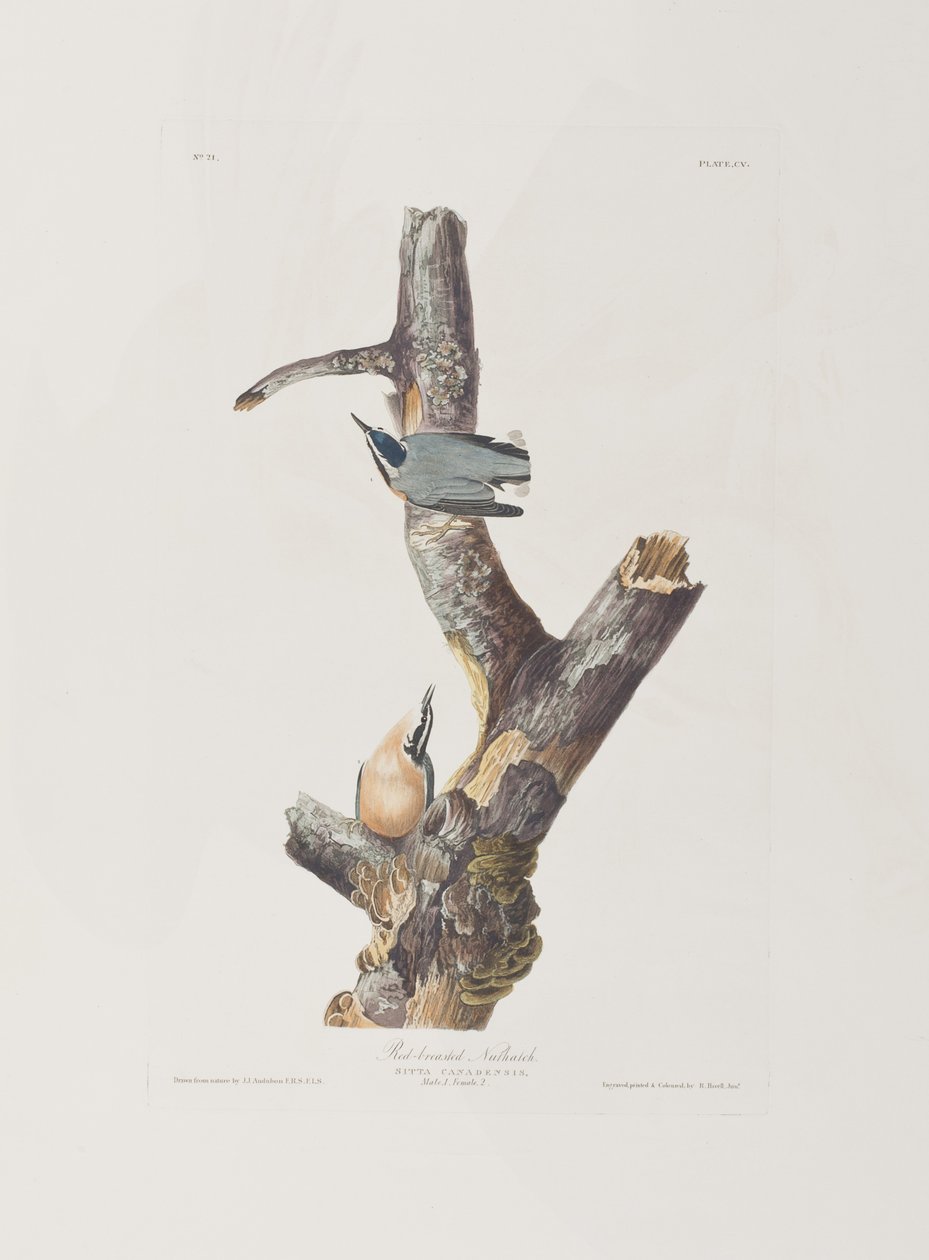 Ilustracja z „Birds of America” autorstwa John James Audubon