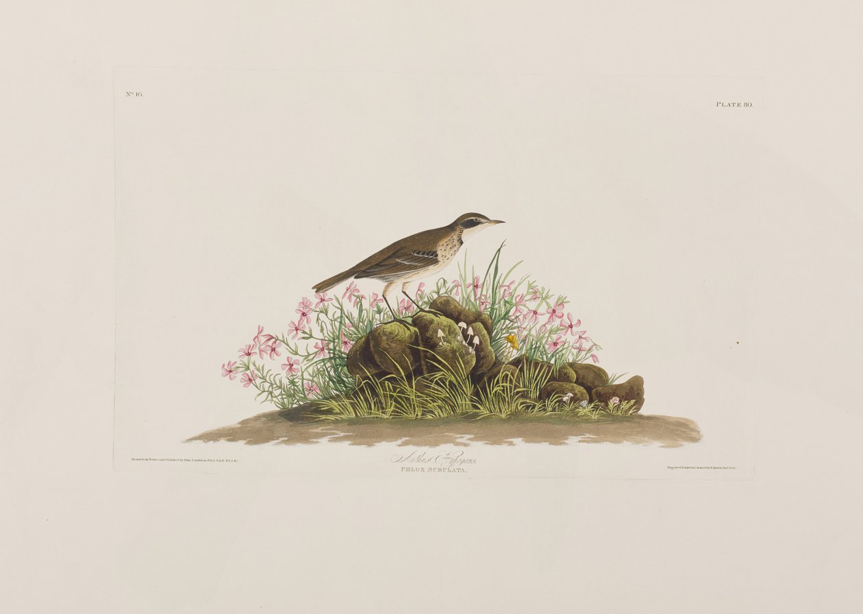 Ilustracja z „Birds of America” autorstwa John James Audubon