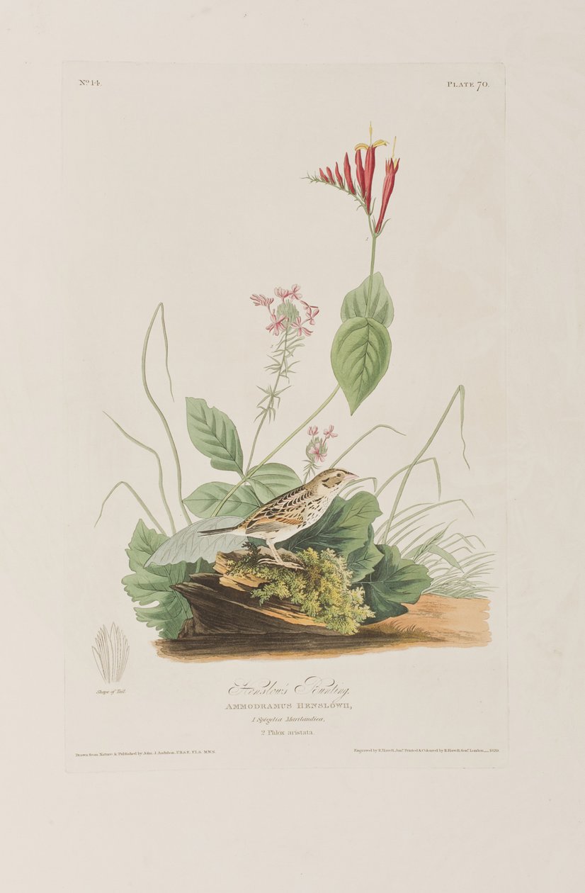 Ilustracja z „Birds of America” autorstwa John James Audubon