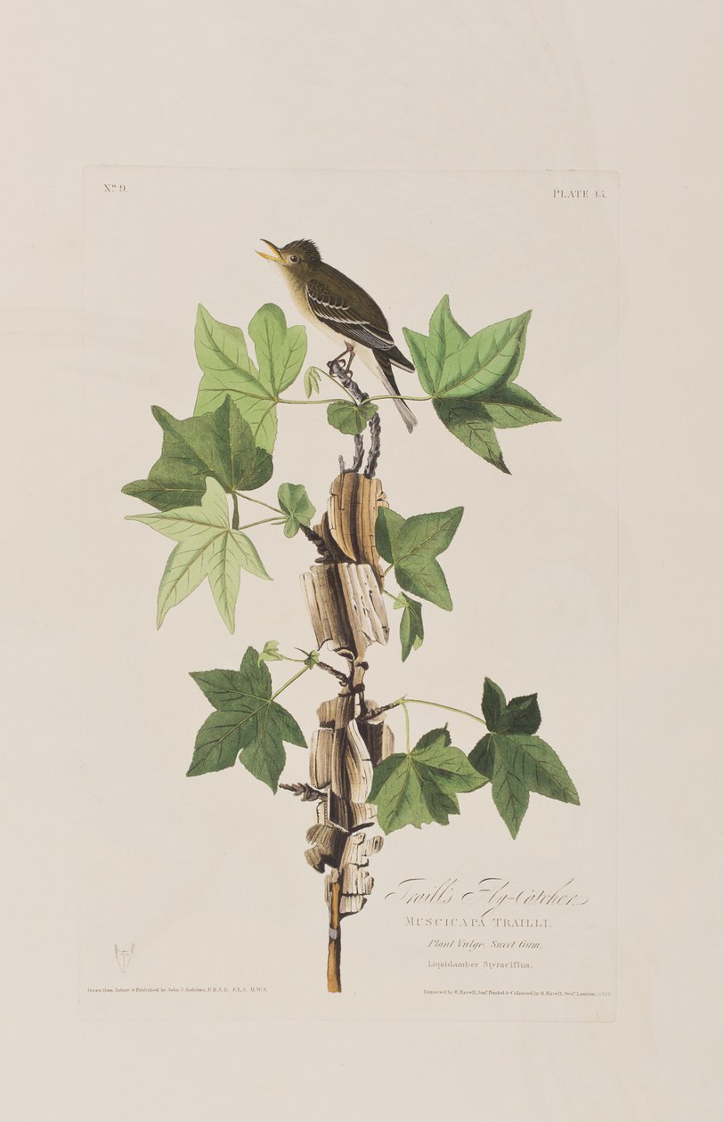 Ilustracja z „Birds of America” autorstwa John James Audubon