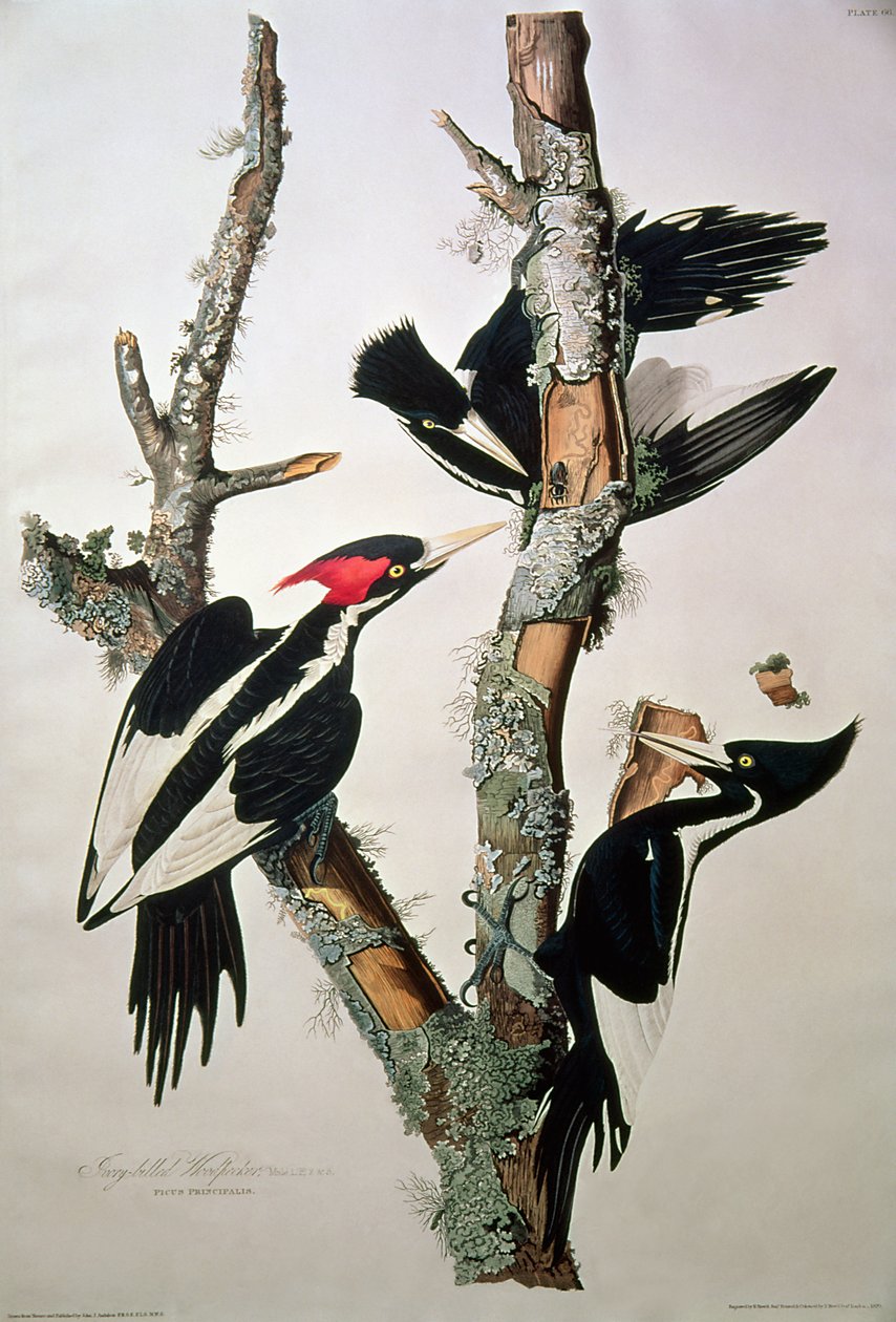 Dzięcioł białogrzbiety, z "Birds of America", 1829 (patrz 195912 w celu uzyskania szczegółowych informacji) autorstwa John James Audubon