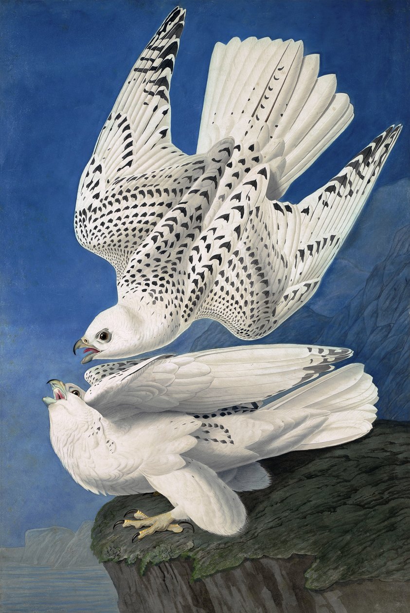 Jer or Iceland Falcon, Falco Islandicus, z „Ptaki Ameryki” Johna J. Audubona, wyd. 1827-38 autorstwa John James Audubon