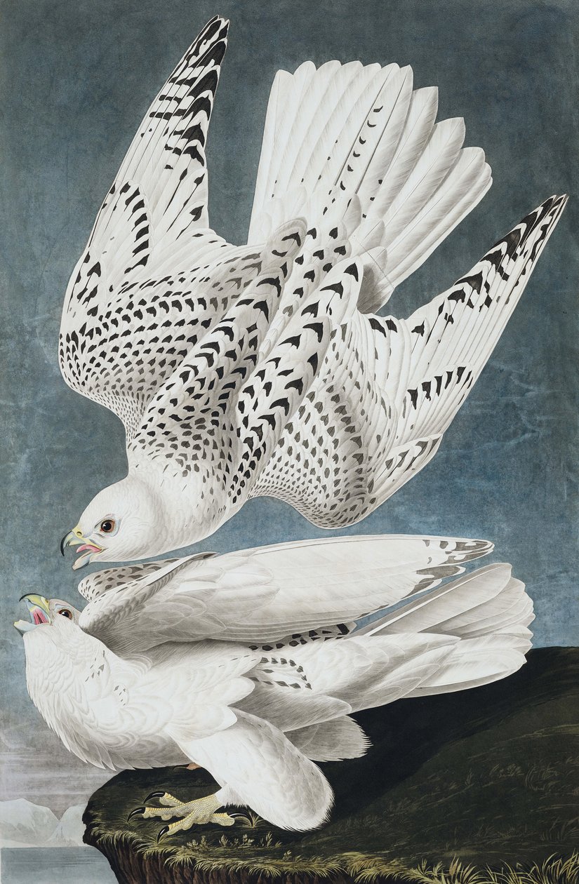 Jer or Iceland Falcon, Falco Islandicus, z „Ptaki Ameryki” Johna J. Audubona, wyd. 1827-38 autorstwa John James Audubon