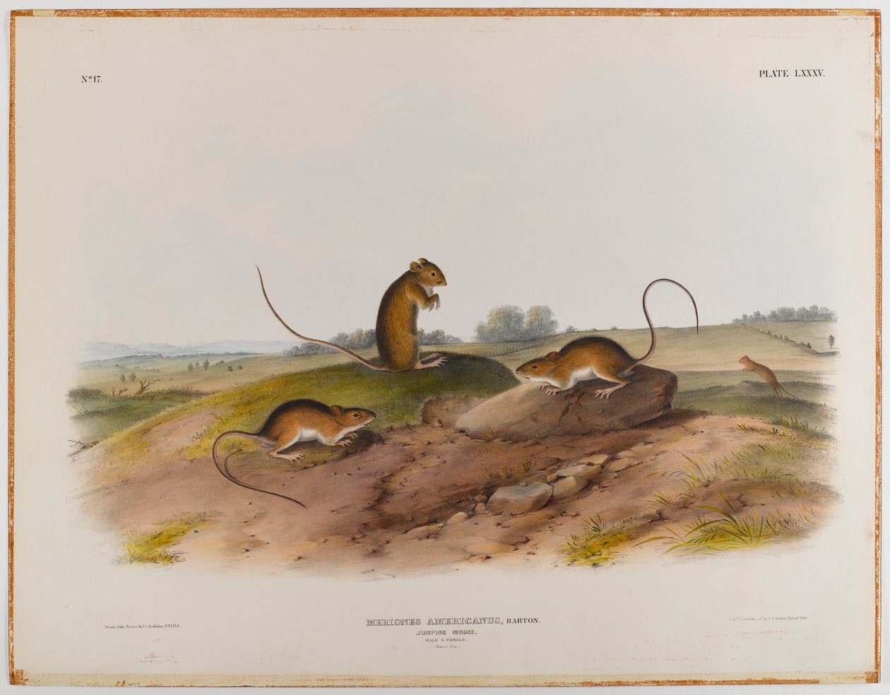 Skacząca mysz autorstwa John James Audubon