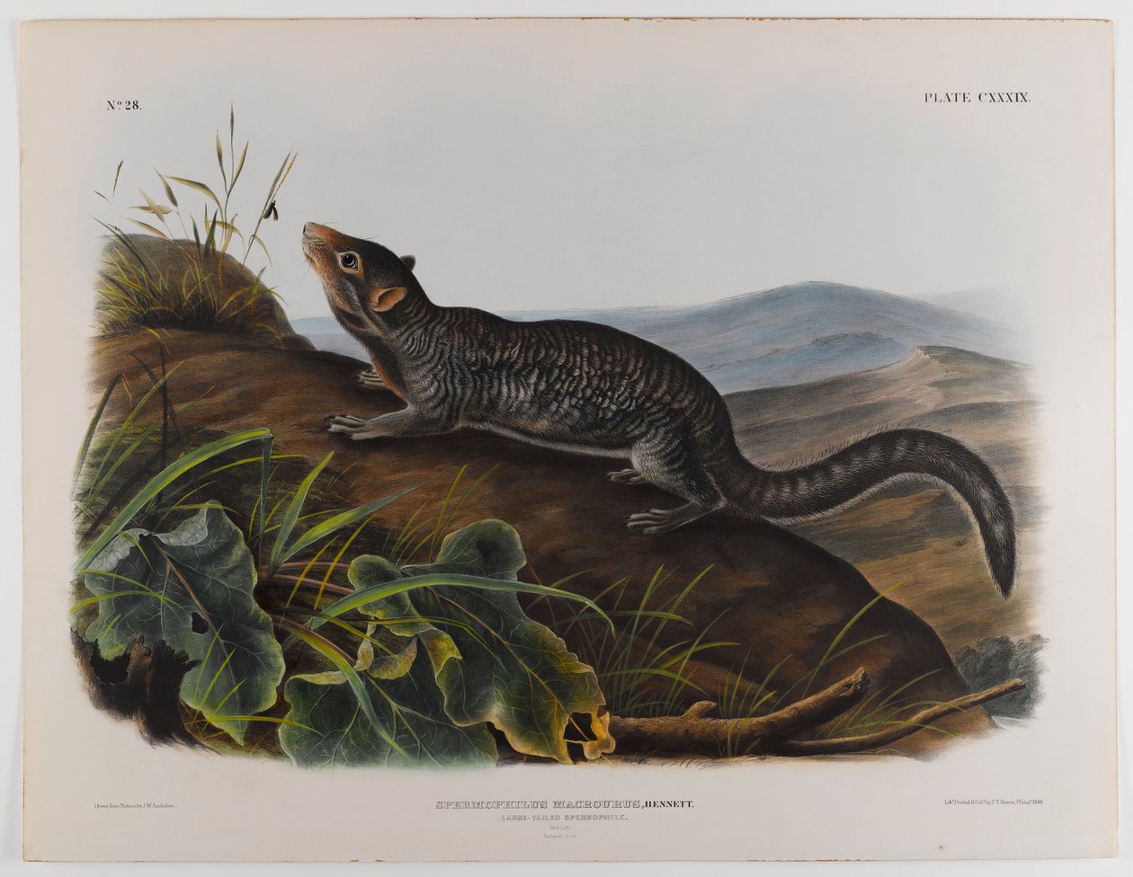 Spermofil o dużym ogonie autorstwa John James Audubon