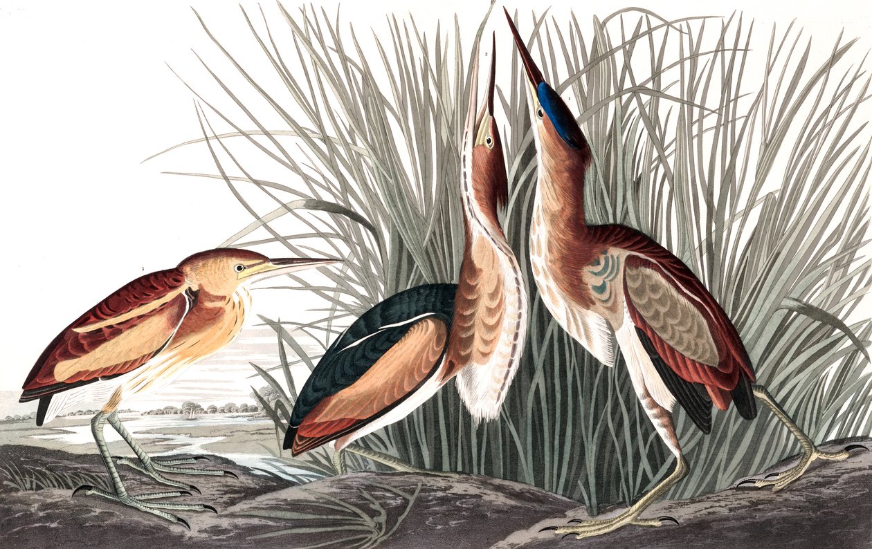 Najmniejszy bączek, Ixobrychus Exilis, z „Ptaki Ameryki” Johna J. Audubona, wyd. 1827-38 (i kolorowe grawerowanie) autorstwa John James Audubon