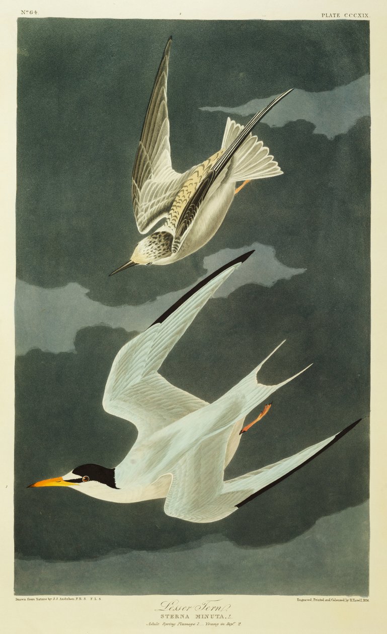 Rybitwa mała. Mała rybitwa autorstwa John James Audubon