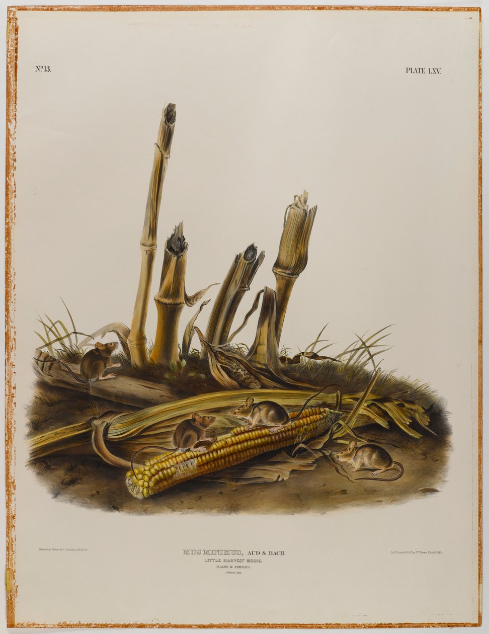 Mała mysz do żniw autorstwa John James Audubon