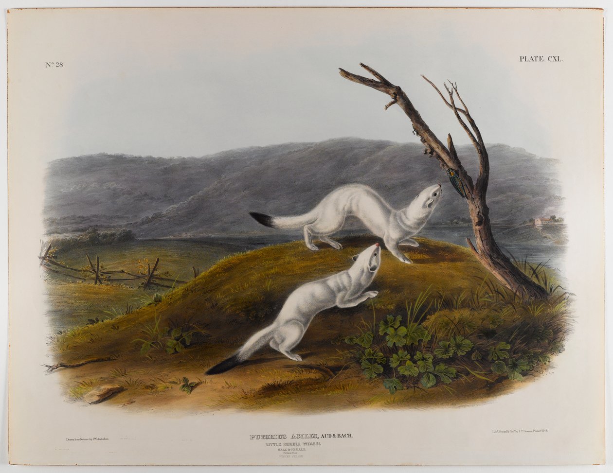 Mała zwinna łasica autorstwa John James Audubon