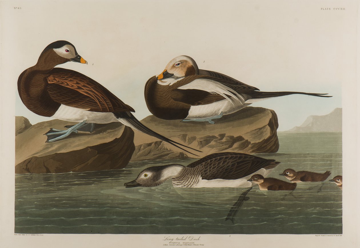 Kaczka długoogoniasta, 1836 (wc na papierze) autorstwa John James Audubon