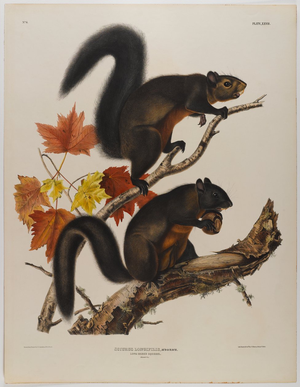 Wiewiórka długowłosa autorstwa John James Audubon