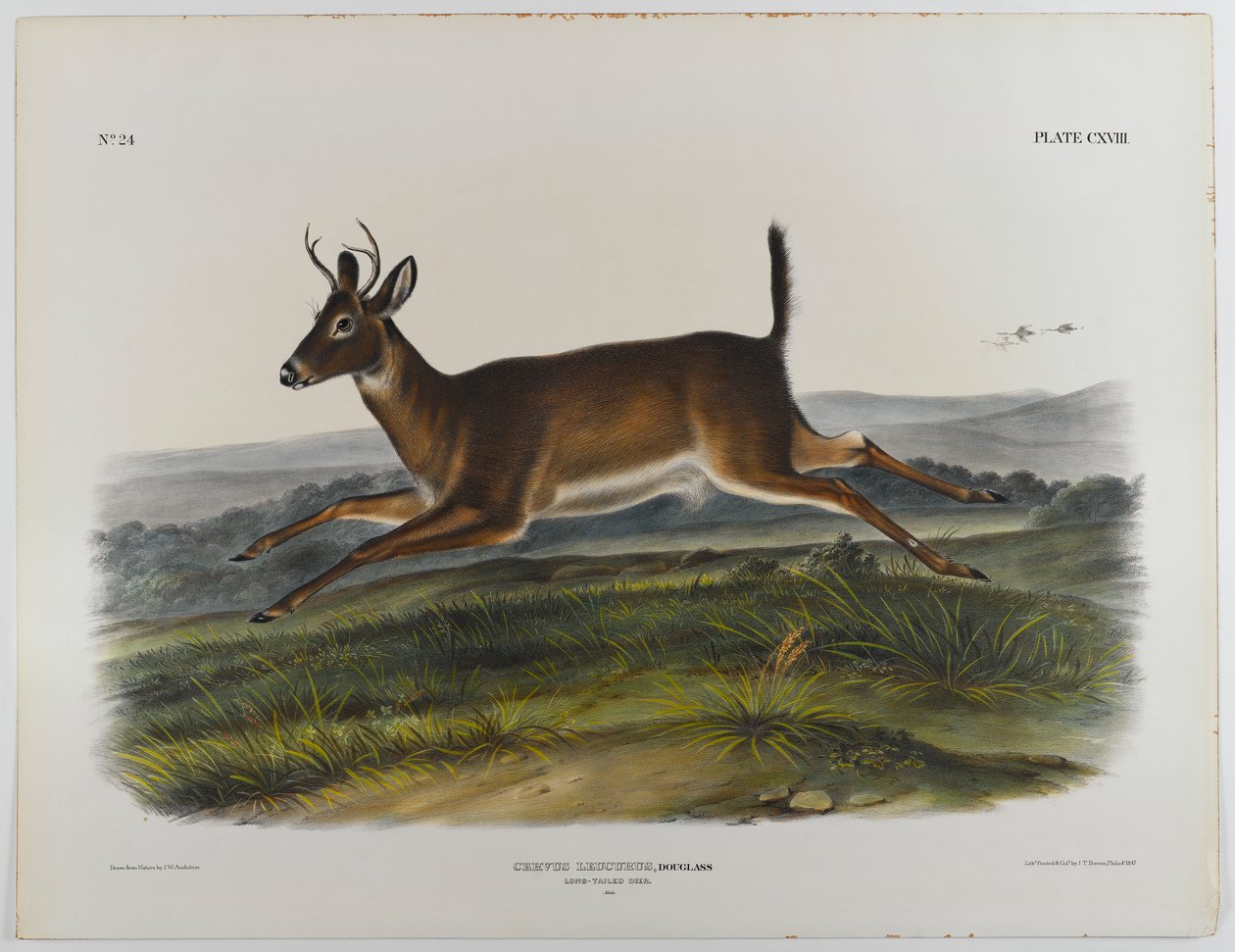Jeleń długoogoniasty, 1847 autorstwa John James Audubon