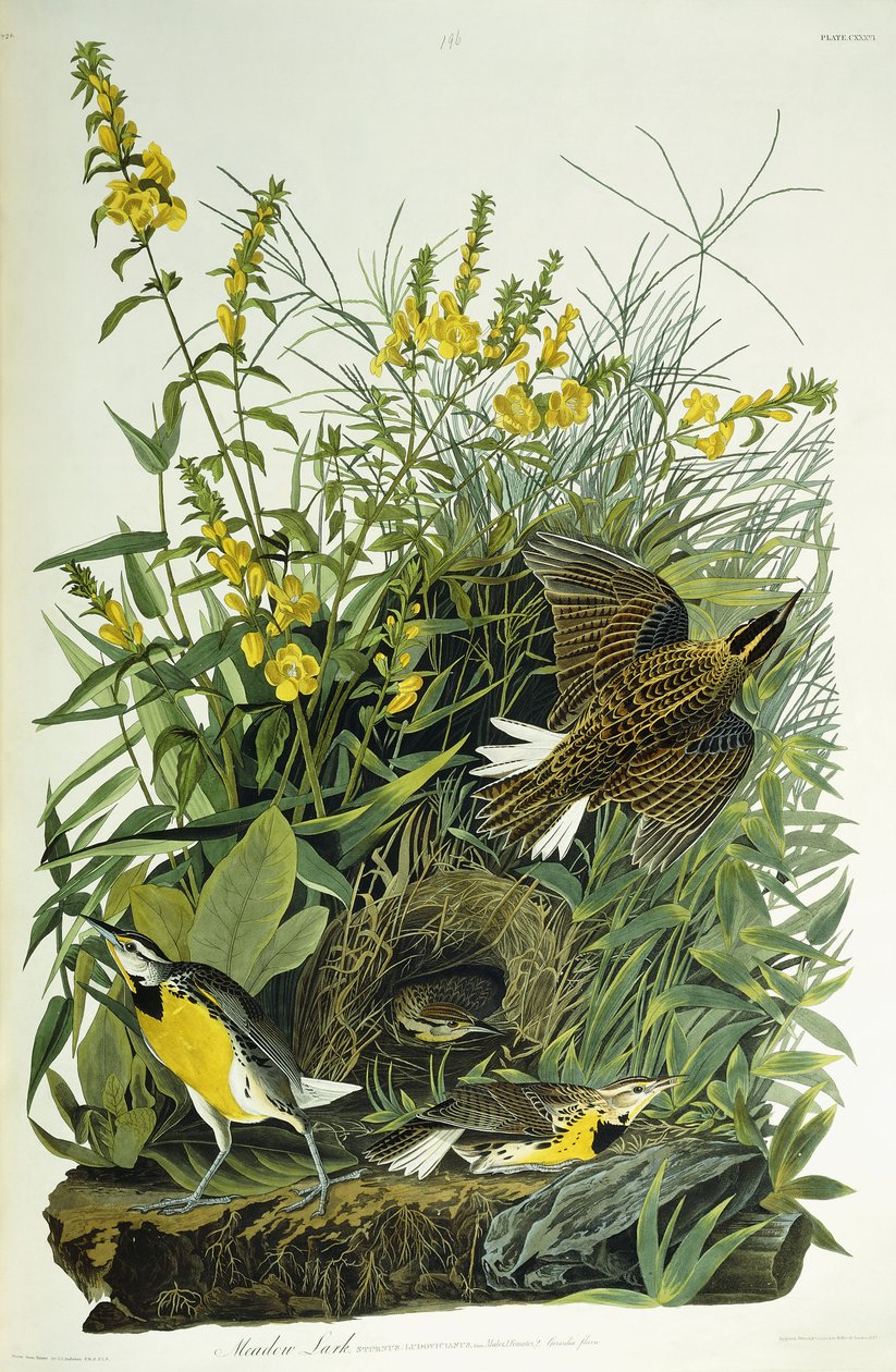 Skowronek Łąkowy, 1832 autorstwa John James Audubon