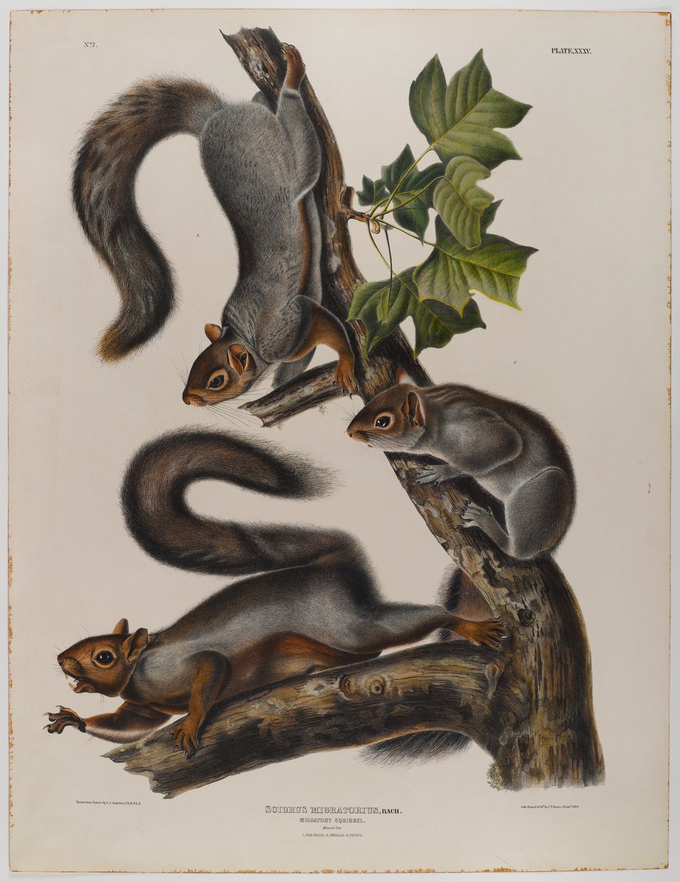 Wiewiórka wędrowna autorstwa John James Audubon