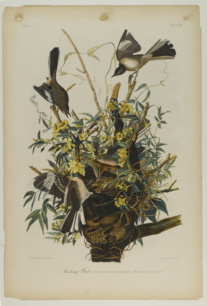 Mocking Bird, wydrukowany przez Juliena Biena i opublikowany przez Roe Lockwood & Son, 1861 (chromolitografia) autorstwa John James Audubon