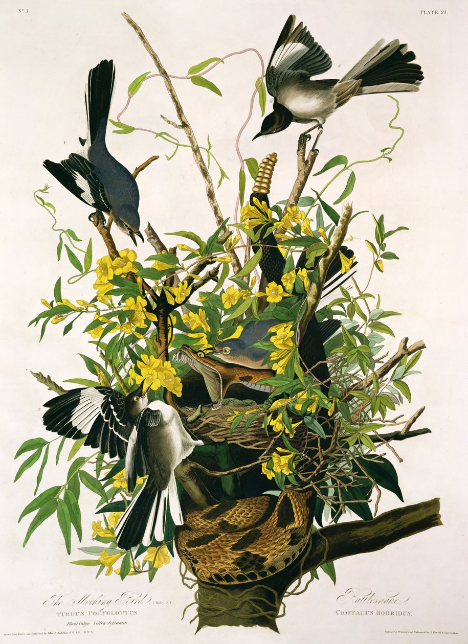 Mocking Birds and Rattlesnake, z „Birds of America”, grawerowane przez Roberta Havella (1793-1878) (szczegóły w 195126) autorstwa John James Audubon