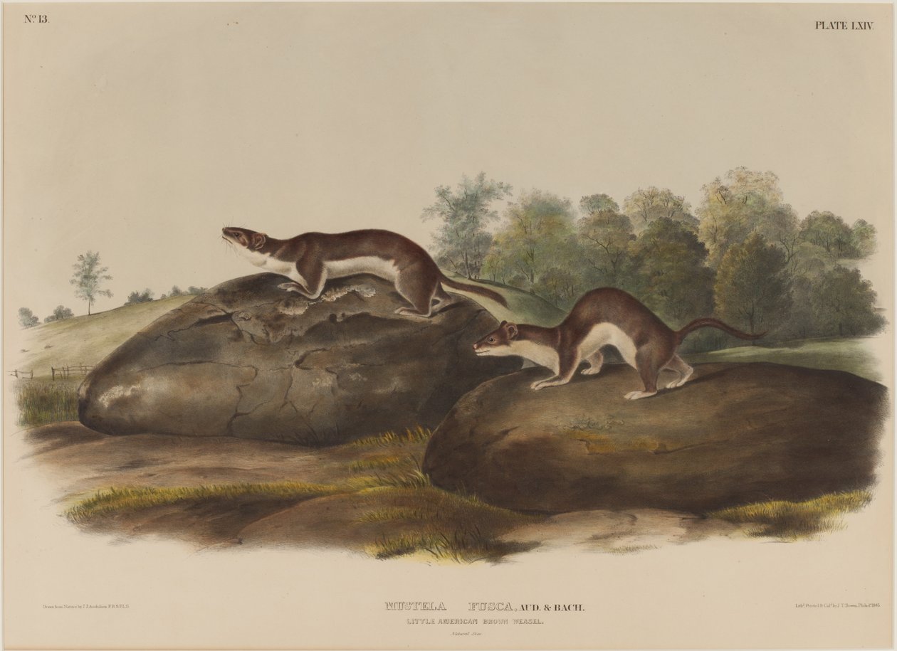 Chrząszcz Mustela autorstwa John James Audubon